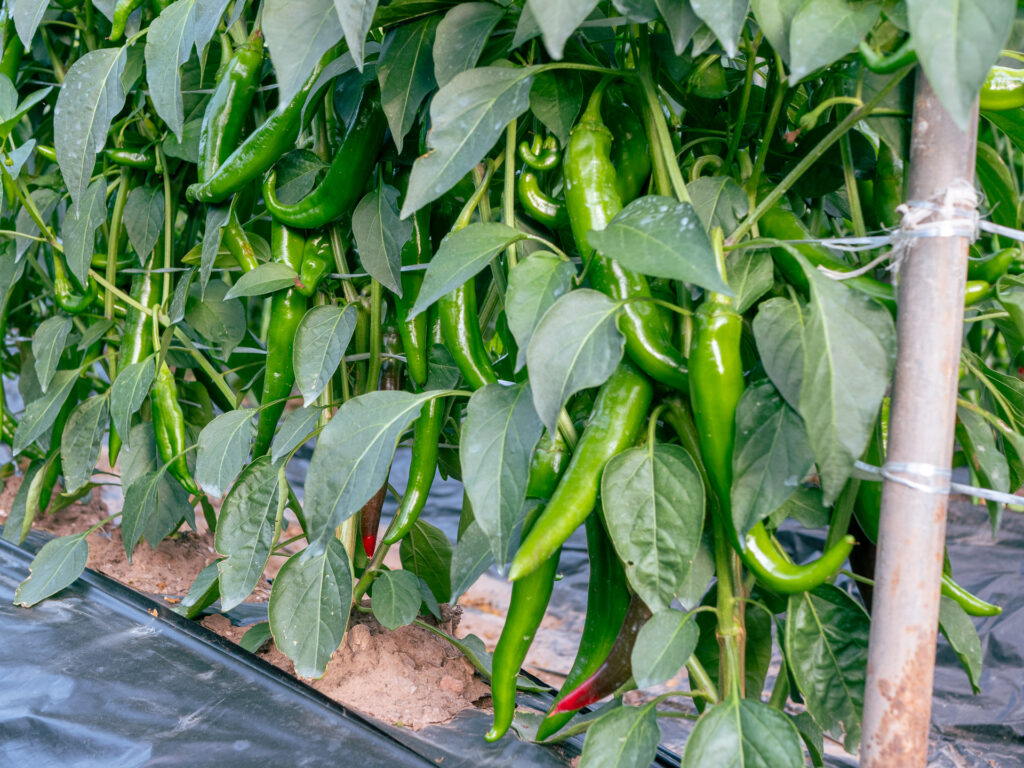 Le piment de la région d'Andong