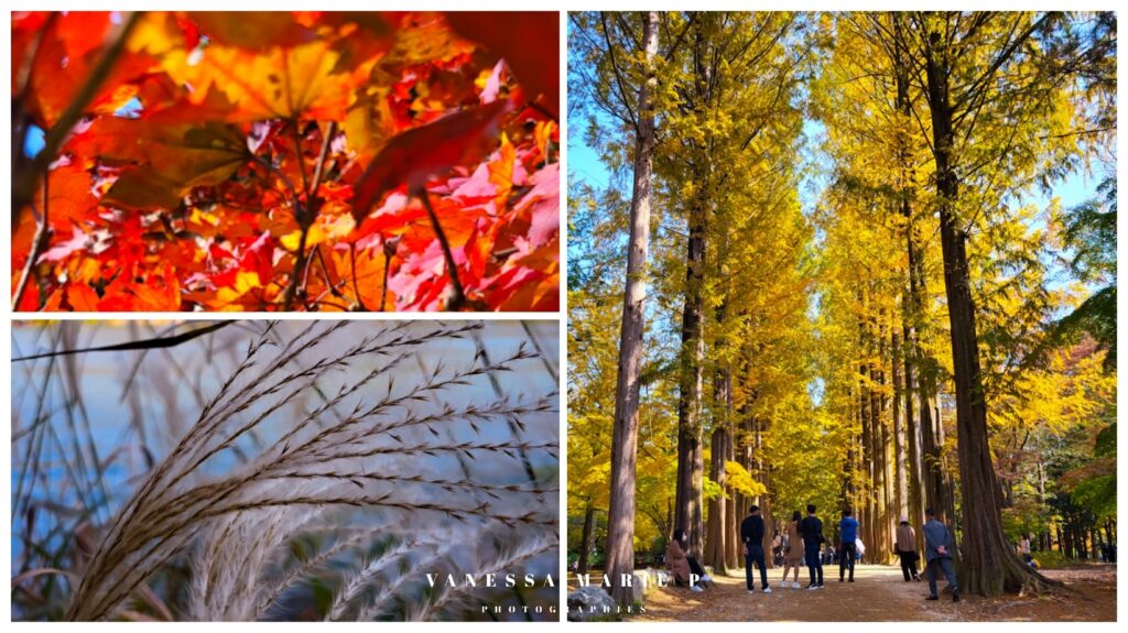 nami island quand s'y rendre , saison, autumn leaves, horangout